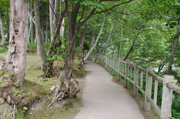 Pfad im Wald — Stockfoto