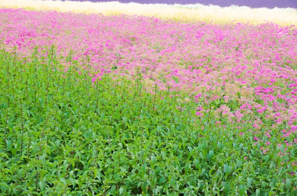 花の草原 — ストック写真