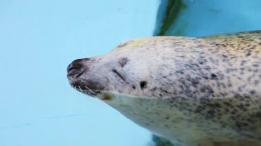 deniz aslanı yüzme ve dalış