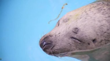 Deniz aslanı yakın plan.