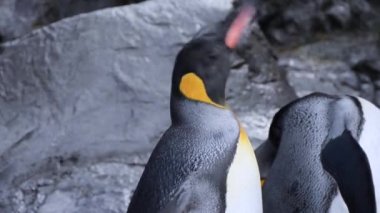 Penguen kanat yayıldı