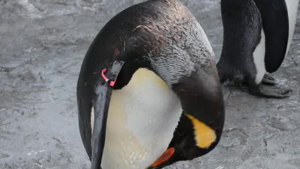 Penguin clean his feather — Stock Video