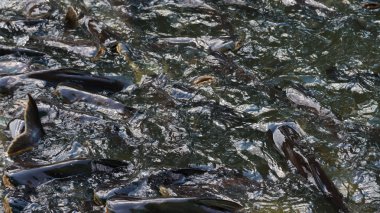 Kedi balık nehir kalabalık