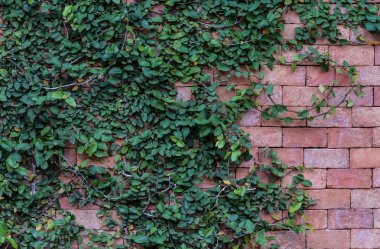 tuğla duvar Ivy arka plan