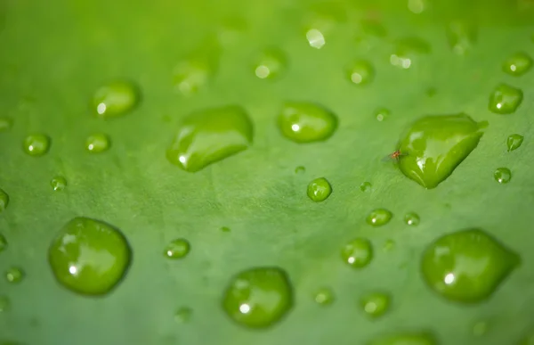 Groene blad met afdaling met insecten — Stockfoto