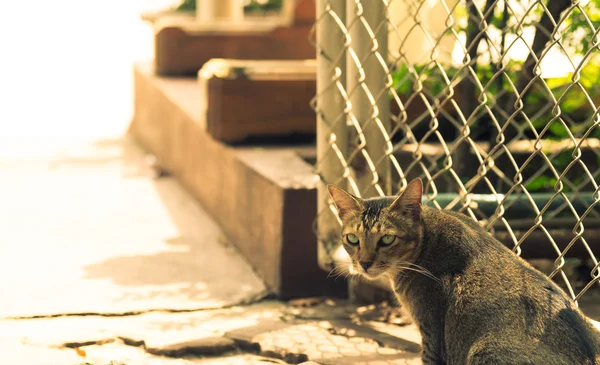 Заброшенная кошка видит винтажный тон фотографа — стоковое фото
