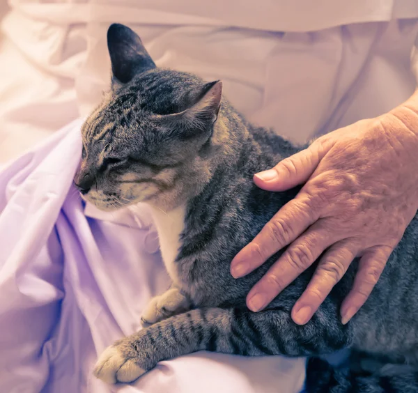 Kat op oude vrouw omhelzing — Stockfoto