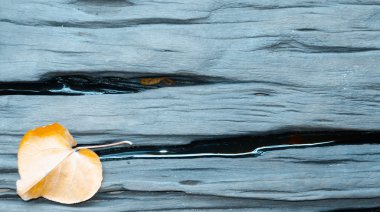 Ahşap tahta kurutulmuş yaprak ile çatlamak