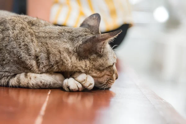 Carino gatto senzatetto dormire primo piano — Foto Stock