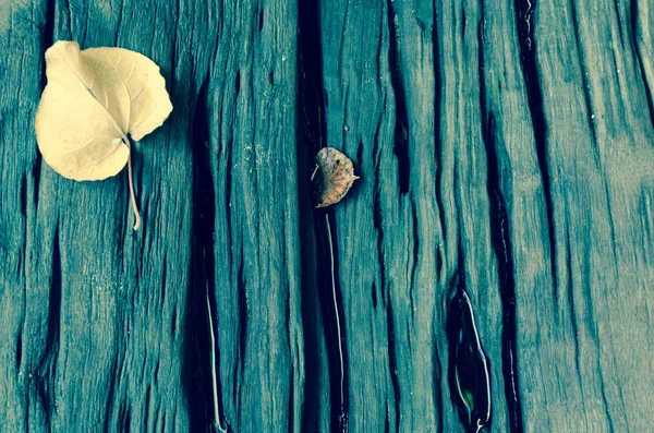 Madera dura con hojas Fondo — Foto de Stock