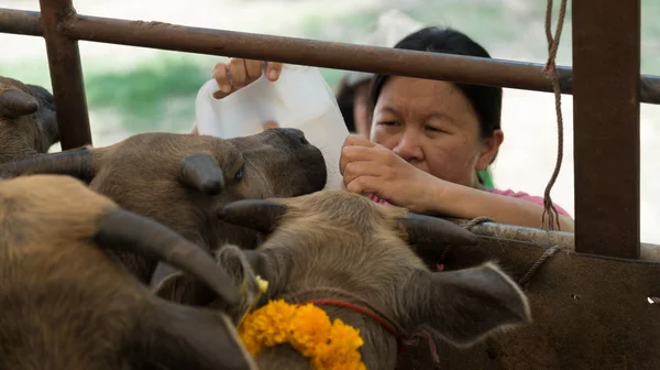 Žena krmit malé buffalo s vodou — Stock fotografie