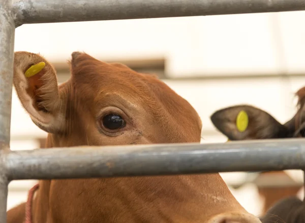 Cara de vaca dentro da cerca — Fotografia de Stock