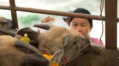 Küçük bufalo evde beslenen hayvan devamı gelen kimliği belirsiz kadın su