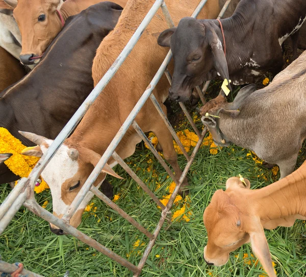 Krávy v charitativní událost buddhismu je osvobodit od troskách — Stock fotografie