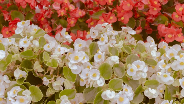 赤い花のとげの白のクラウン — ストック写真