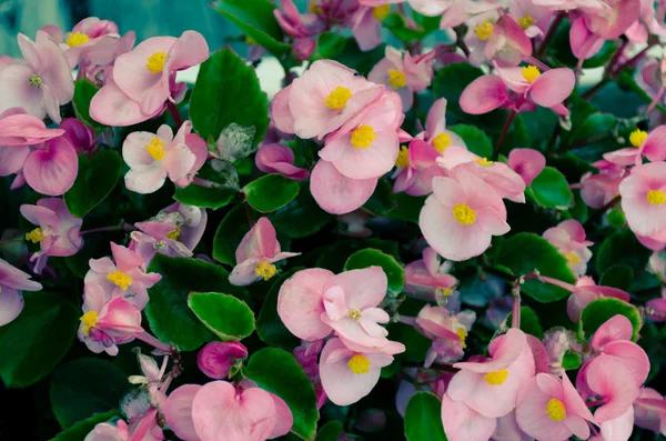 Coroa rosa de espinhos flores — Fotografia de Stock