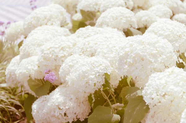 Weiße Hortensien im Sommer — Stockfoto