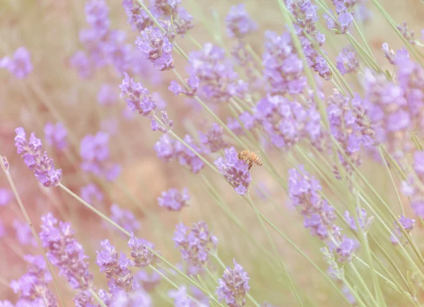 Lavender with bee closeup pastel — Stock Photo, Image