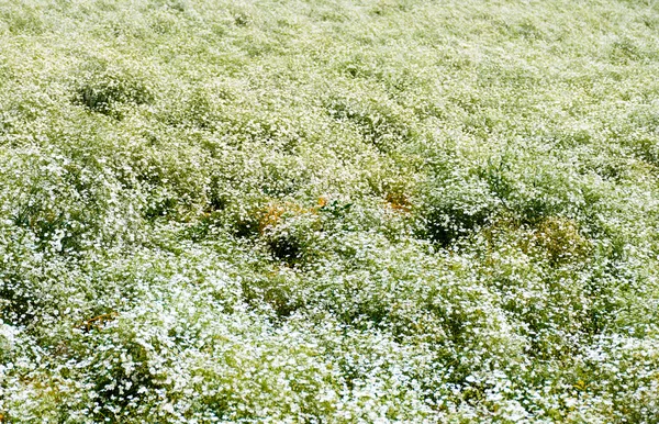 カーネーションの花の庭 — ストック写真