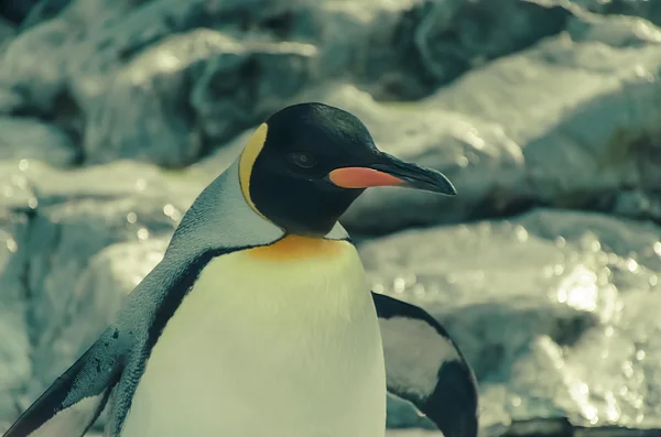 Pinguin mit bewegtem Pastellton — Stockfoto