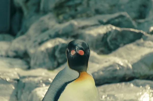 Pingvin pastell tonen — Stockfoto