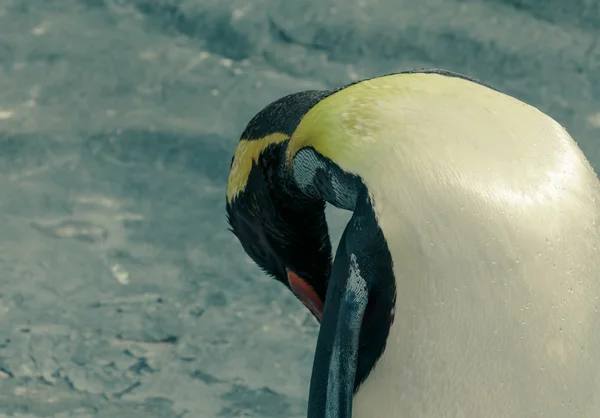 Pinguim limpar sua pena — Fotografia de Stock