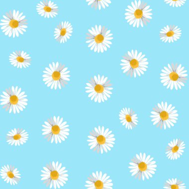 Camomiles ile Seamless modeli. Vektör çizim