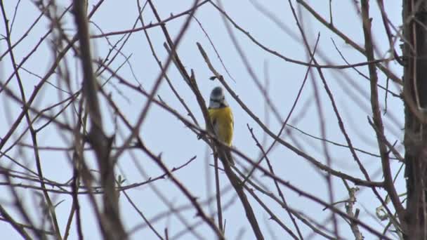 Wildlife eurpean bird - blue tit on thin dry brunches — Stockvideo