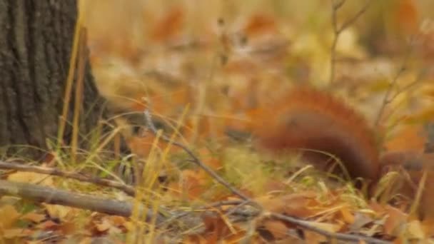 Fauna europea otoño- ardilla roja con nuez — Vídeos de Stock