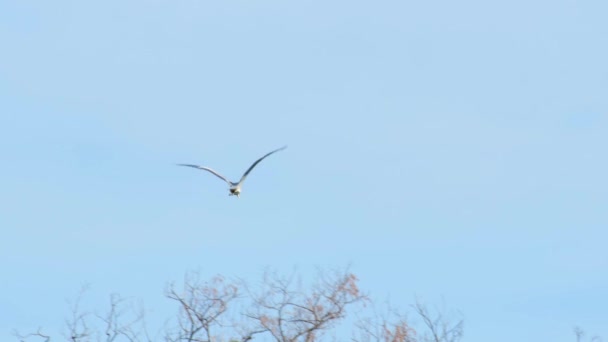 Άγρια ζώα της Ευρώπης πουλιά - μεγάλο γκρι ερωδιό πετούν μακριά — Αρχείο Βίντεο