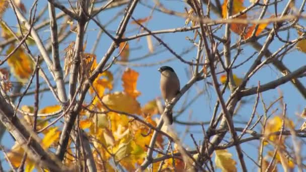 Divoká zvěř evropští ptáci - buldok samice sit javor — Stock video