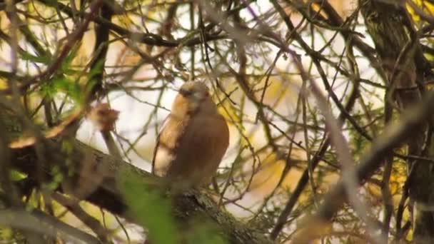 Faune europe oiseaux - pinsons mangeant des graines — Video