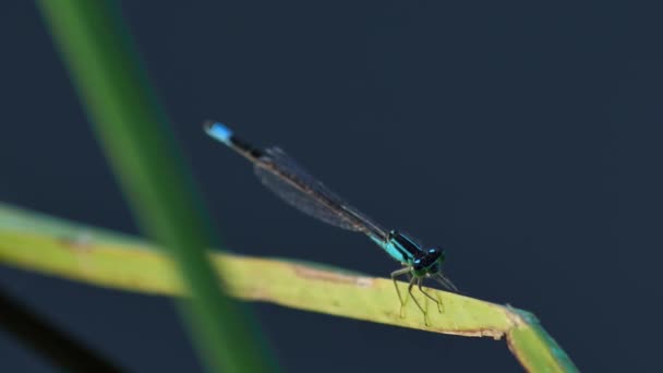 Wildtiere europäische Insekten - zwei blaue Libellen spielen — Stockvideo