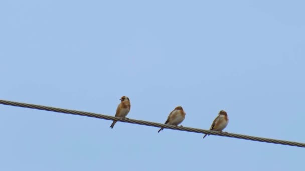 Uccelli selvatici d'Europa - tre cardellini seduti sul filo — Video Stock