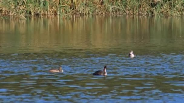 Aves silvestres Europa - peces saltan del agua cerca de la familia cristatus — Vídeo de stock