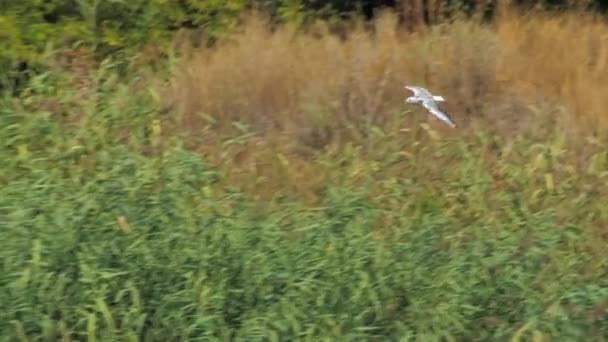 Aves selvagens Europa - gaivota voando sobre o rio — Vídeo de Stock