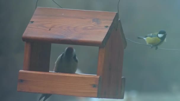 Uccelli selvatici - picchio mangia da alimentatore topo — Video Stock