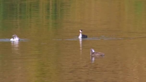 Oiseaux sauvages Europe - canard cristatus avec deux jeunes canards — Video