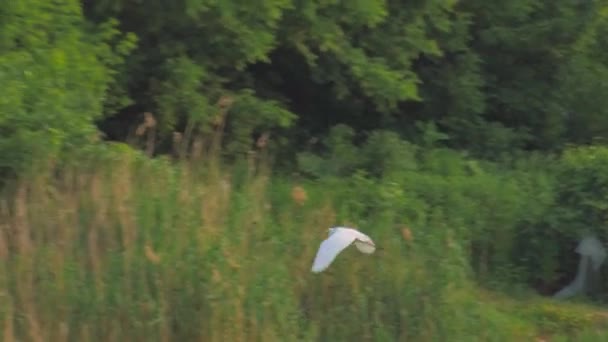 野生の鳥ヨーロッパ-白いサギは湖の上を飛ぶ — ストック動画