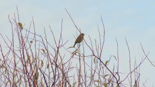 Wildlife birds - groenvink vliegen weg van bush — Stockvideo