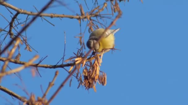 Дика природа птахи блакитна синиця їдять кленове насіння — стокове відео