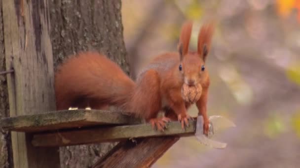 Vadon élő állatok - mókus nem tudja, mit tegyen — Stock videók