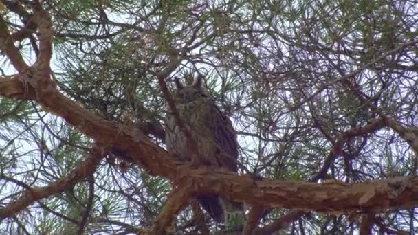 Volně žijící ptáci - sova spí na větvi borovice — Stock video