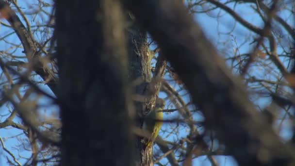 Wildlife birds - gray headed woodpecker uses tongue to find insects — Stock Video