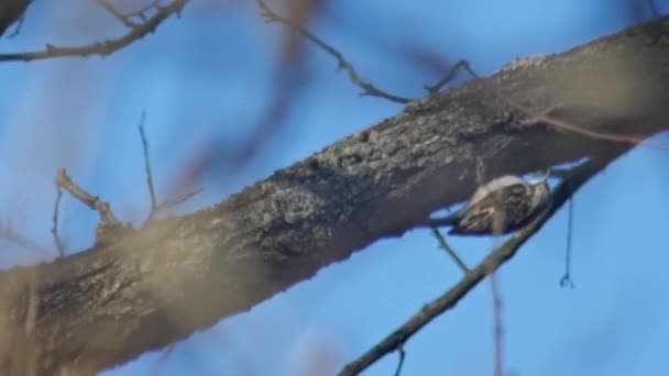 Animaux sauvages oiseaux : certhia familiaris grimpant à l'arbre — Video