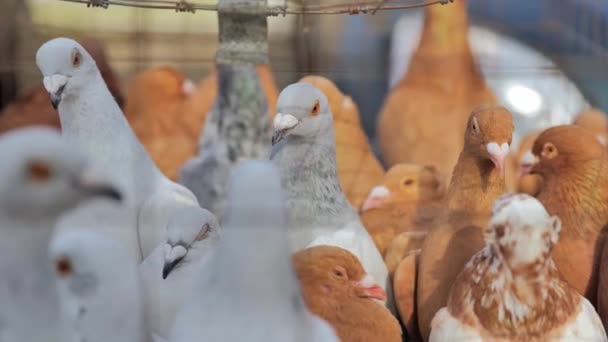 Domestic animals: Pigeons in cell — Stock video