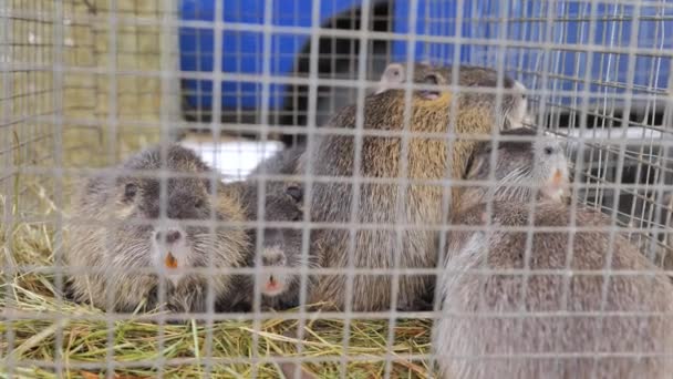 Huisdieren: nutria zittend in de cel — Stockvideo