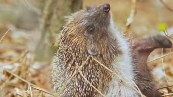 Animaux sauvages - Hérisson essayant de rayer les acariens de la récolte — Video