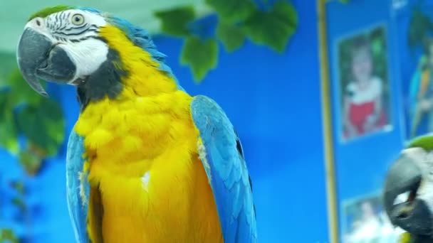 Animali domestici: il pappagallo pulisce le piume — Video Stock