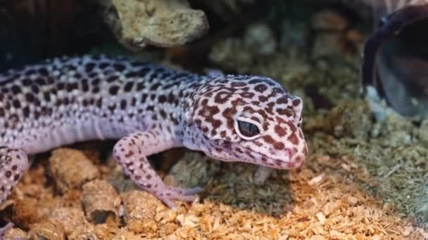 Домашние животные: Леопардовый геккон открывает рот крупным планом — стоковое видео